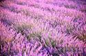 Lavender fields on Island of Hvar